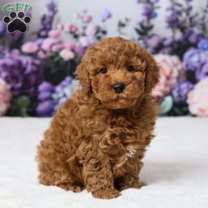 Bently, Miniature Poodle Puppy